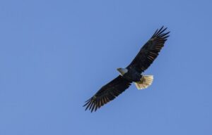 An eagle soaring against a blue sky